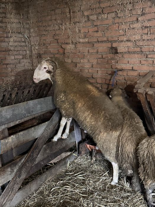 2 berbeci de vanzare un romanov si un metis de lacon 500 €  negociabil