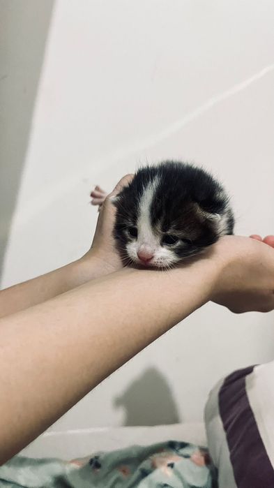 Продоется кошка  ,город Актобе