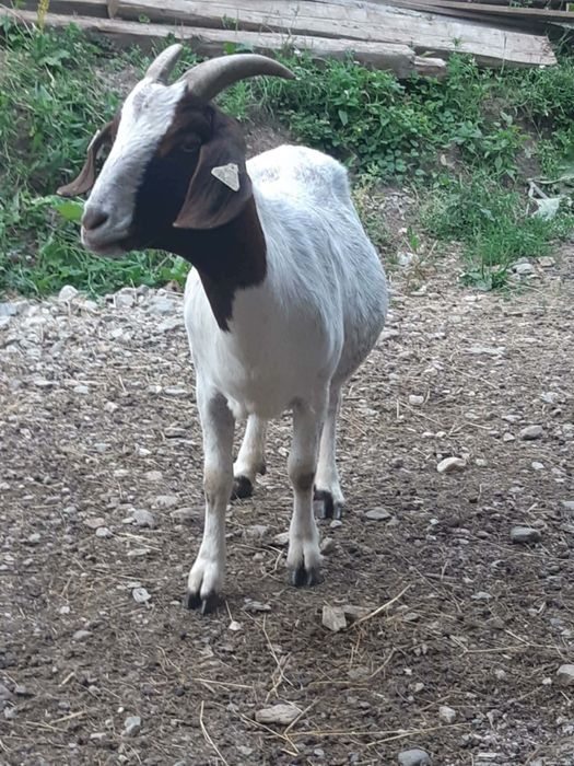capra anglo de boer
