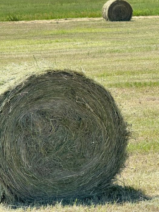 Продам сено в рулонах
