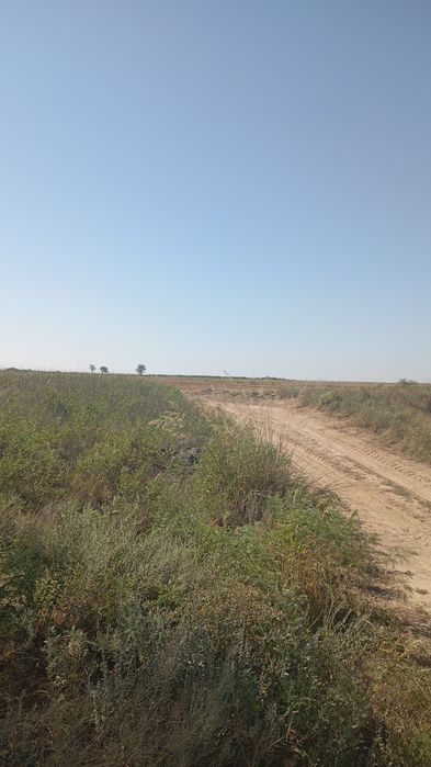 Сабан сатылады арзан