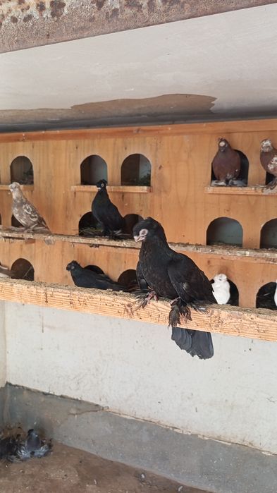 Jizzax Zarbdor Kaptarlari