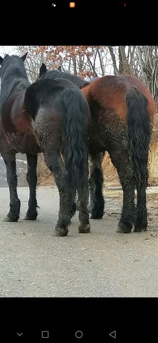 Vând sau schimb o manza de 4 ani și una de  un an și 2 luni