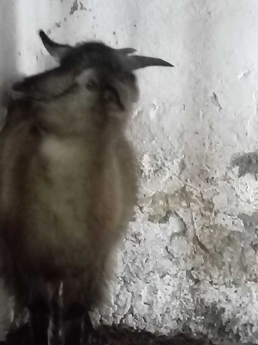 Продам Козу с козлёнком