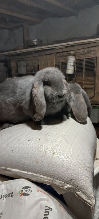 Зайци кочовати, новозеландски, великани жълти, белгийски черни