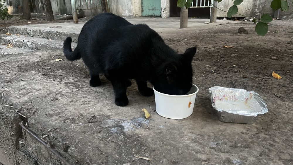 Кот черный с белой грудкой.