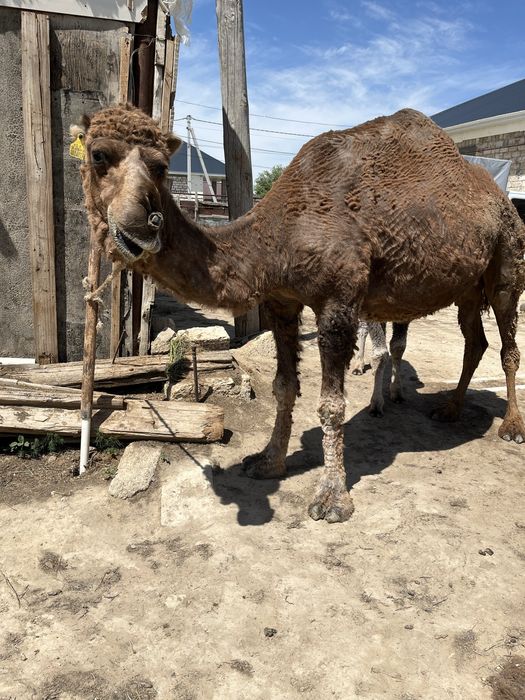 Сүтті түйе сатылады…