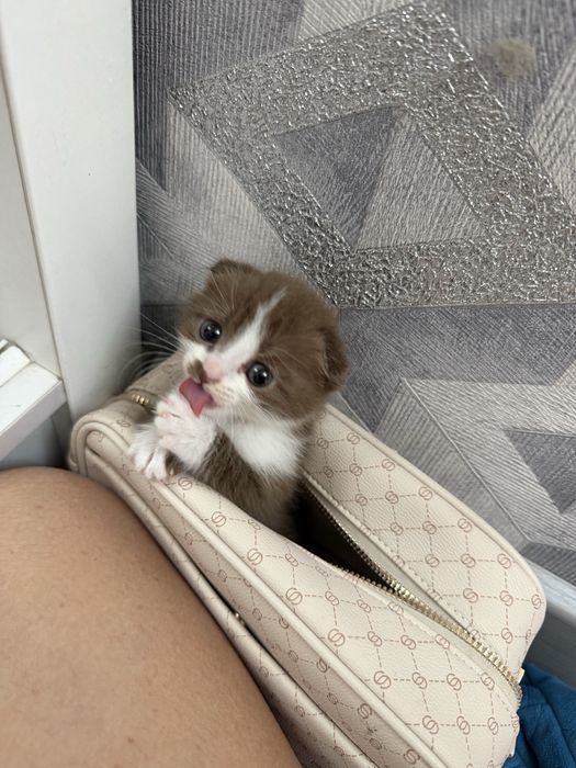 Продаётся котёнок цена договаримся