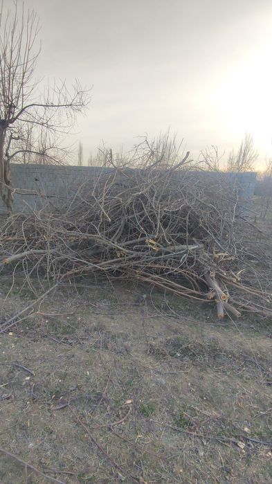 Срочно о́тин сотилади