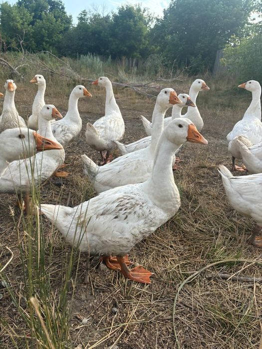 Гусята порода линда