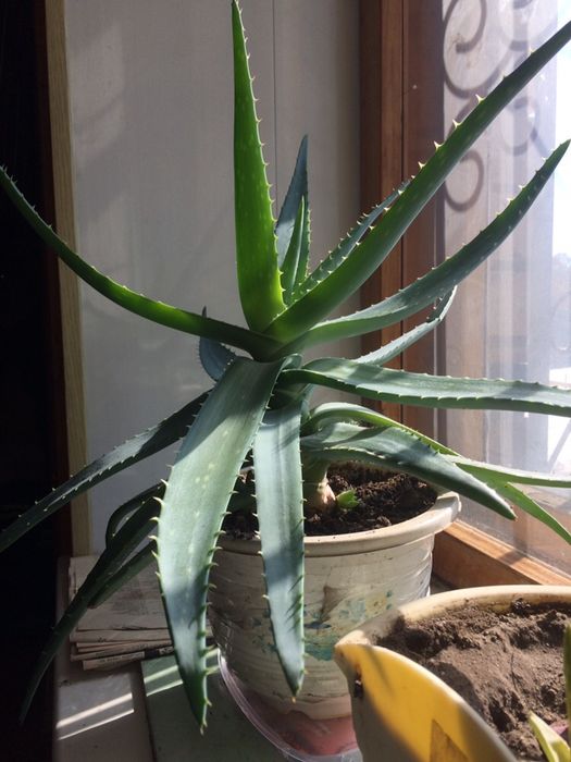 Алоэ лечебное более 3 лет