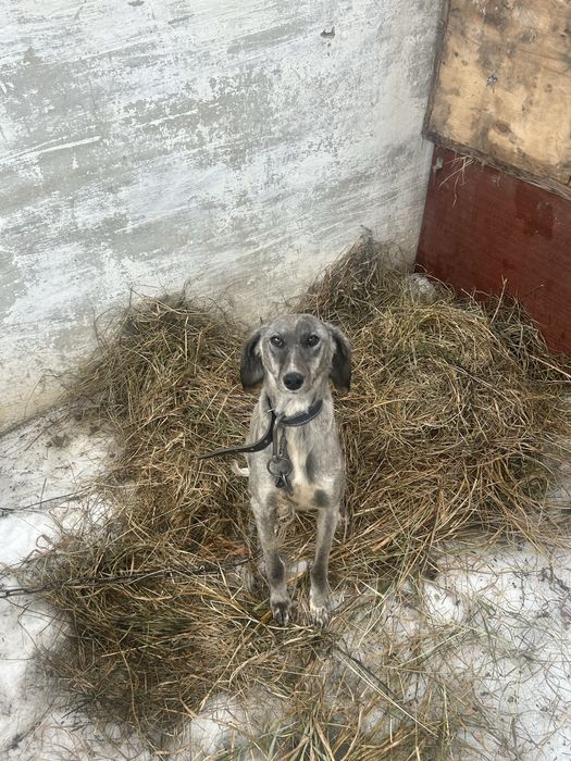 Тазы чистокровная