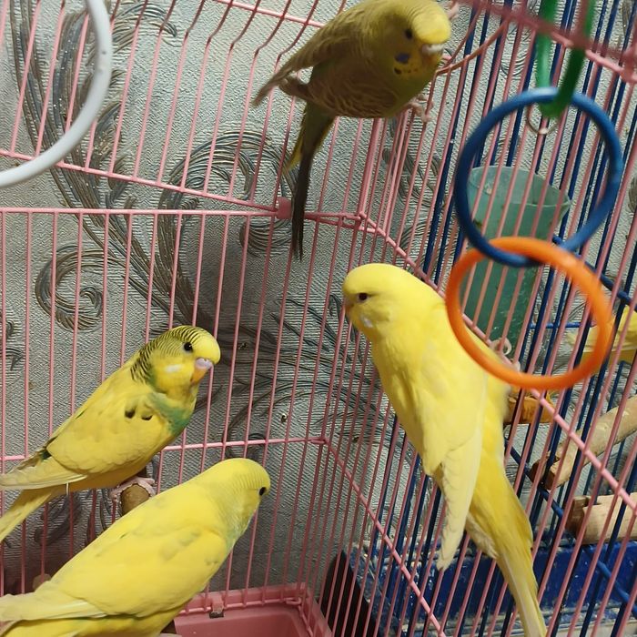Продам волнистых попугаев