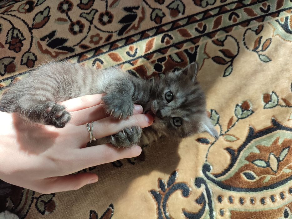 Котята отдам бесплатно