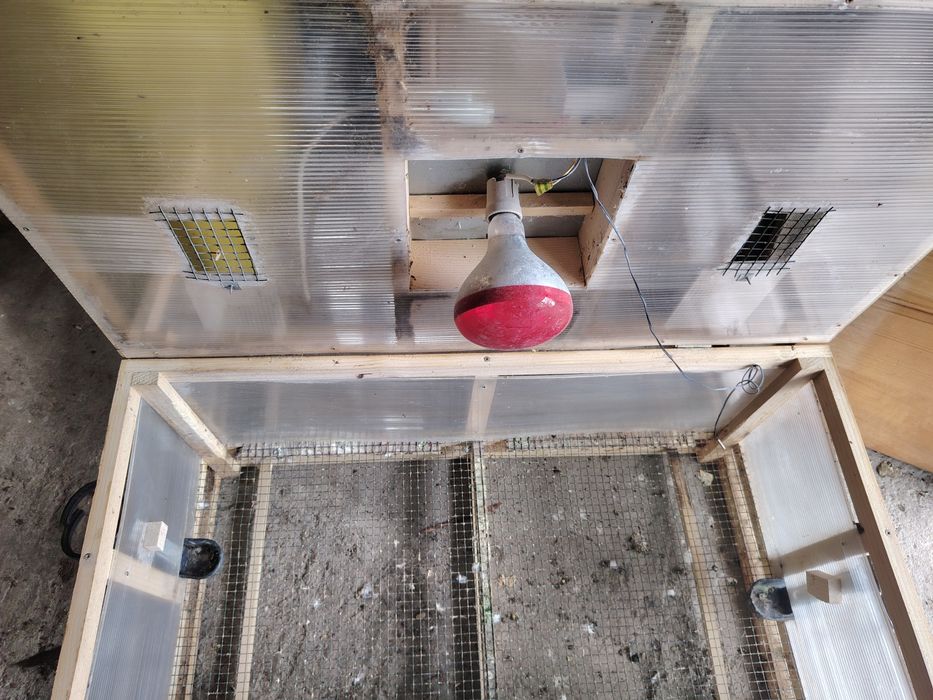 Vând maternitate  puii  de gaina doar cu predare în Arad