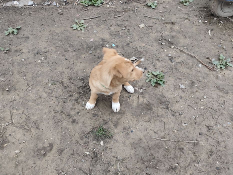 Щенок девочка в добрые руки.