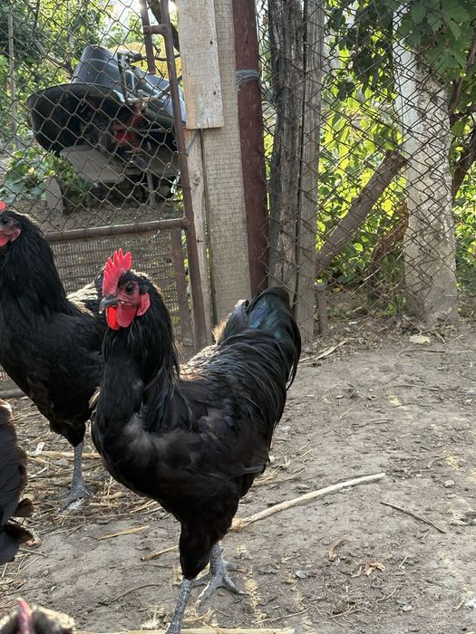 Cocosi si gaini mari si pitici autralorp rasa curata