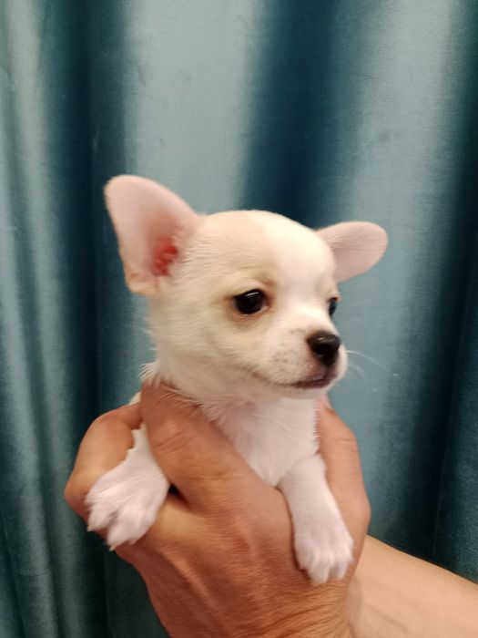 Чихуахуа мальчики 2 месяца.