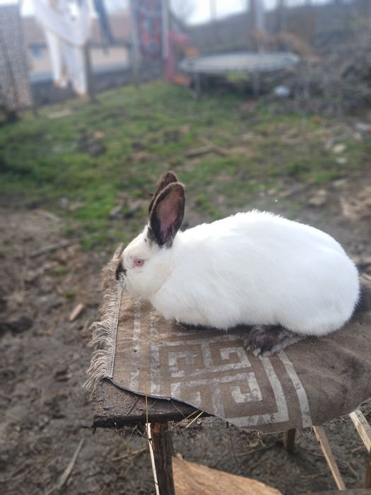 Vând femela urias de transilvania