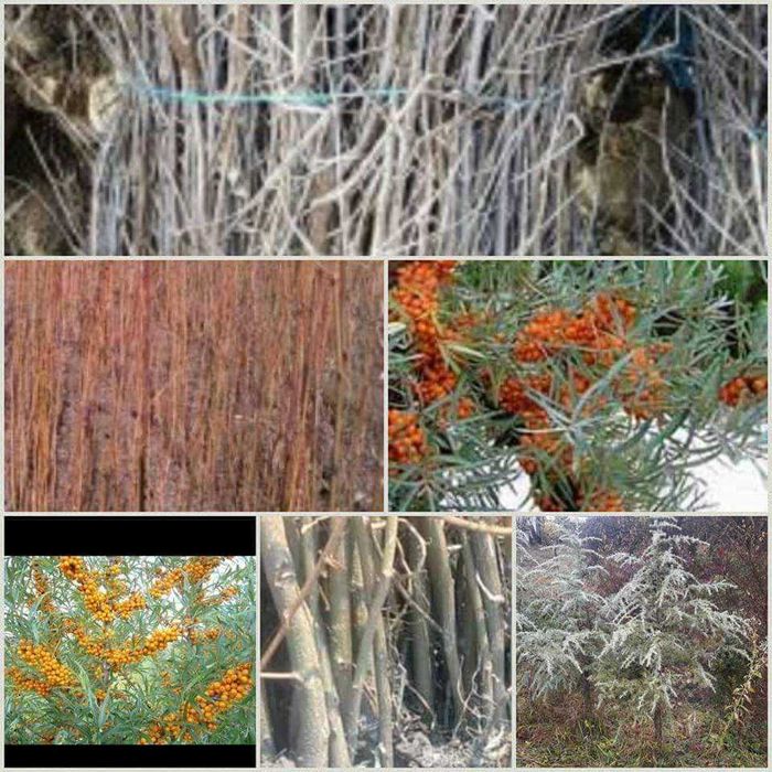 Mesteacăn alb, tei, fag, stejar, paltin, platan