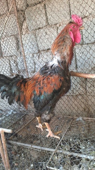 Xõroz Sotiladi Damshni Kilosi 3500