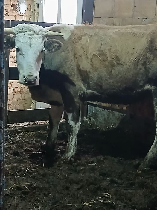 Vând juninca gestanta