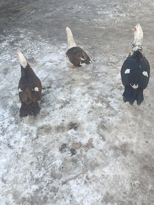 Продам индокток.