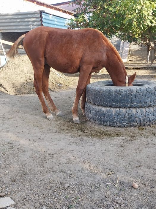 Жабағы сатылады.