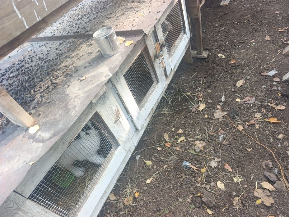 Продам кроликов с клетками
