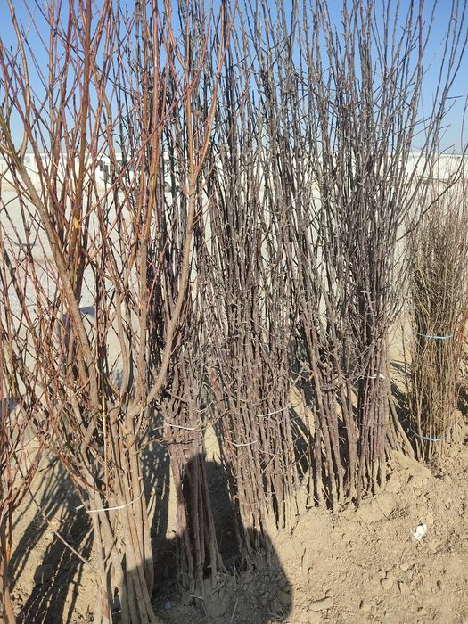 Shaftoli oʻrik olma uzum anor gilas