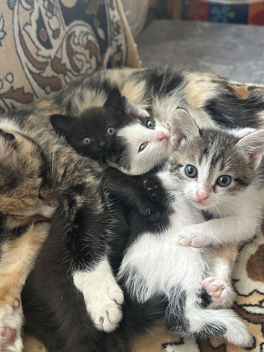 Котята 2 мальчика и девочка черненькая