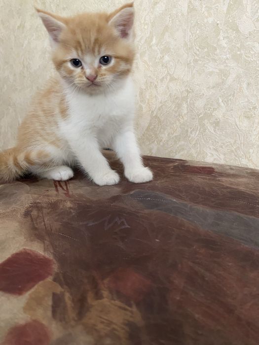 Подарявам малки котета.