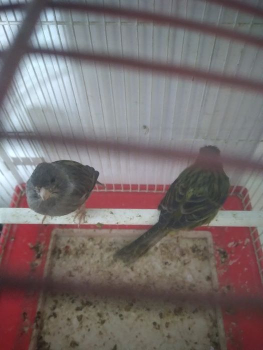 Канарека сотилади таёр мода