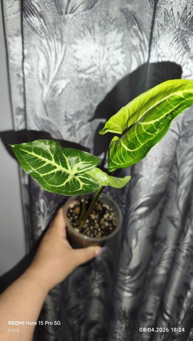 Сингониумы сортовые продам