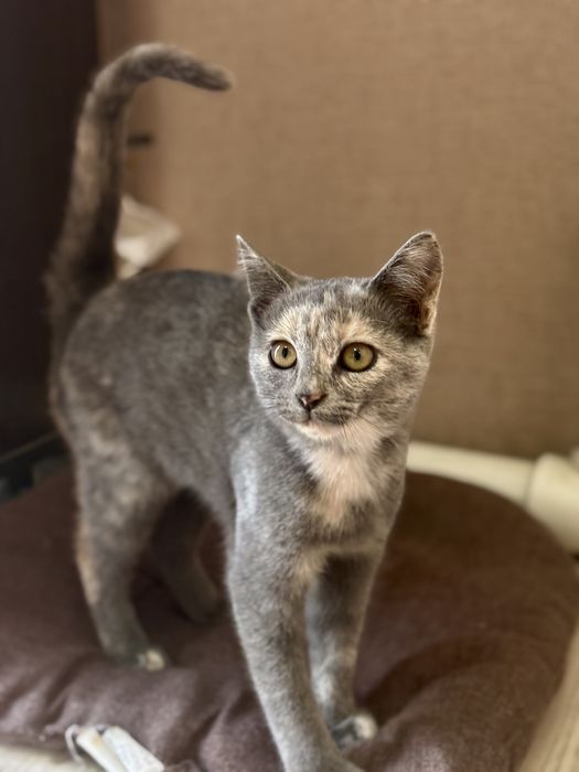 Котенок в добрые руки!