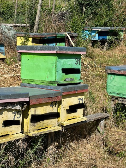 Lazi pentru familii de albine