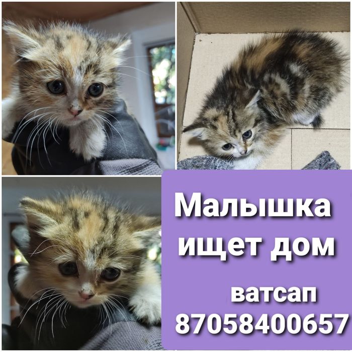 Котёнок девочка отдам даром
