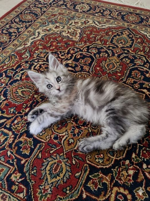 Бронь. Котят Мейн Кун классика