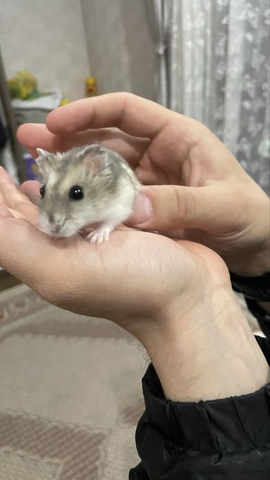 Продается хомячок