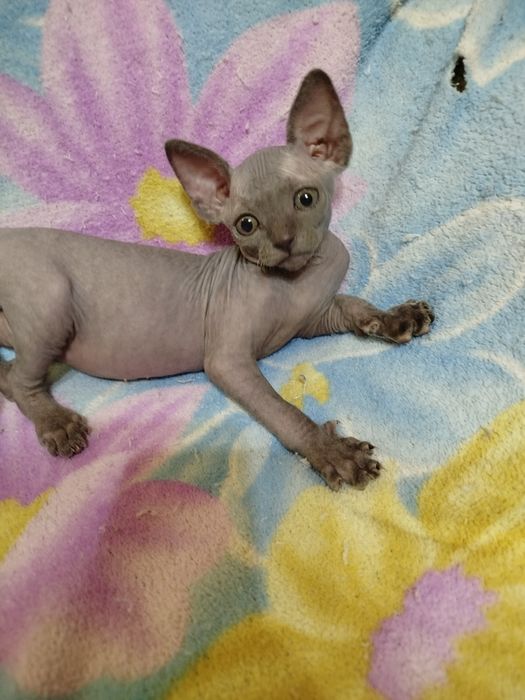 Продам котят породы Канадский Сфинкс.