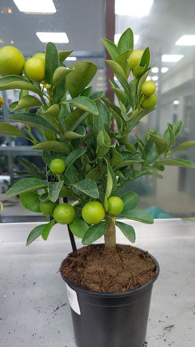 Цитрусы в горшках