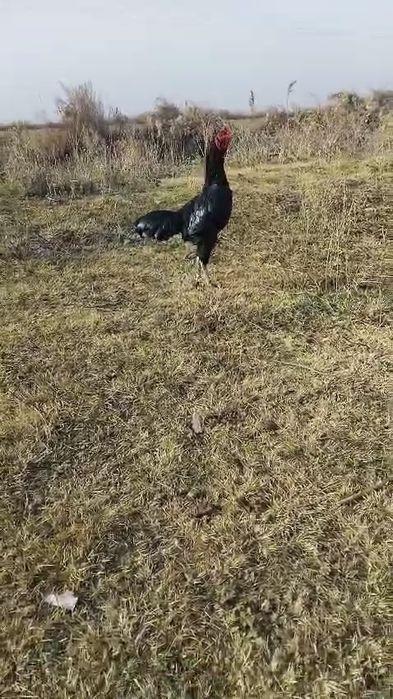 Прадам баитсовава питуха