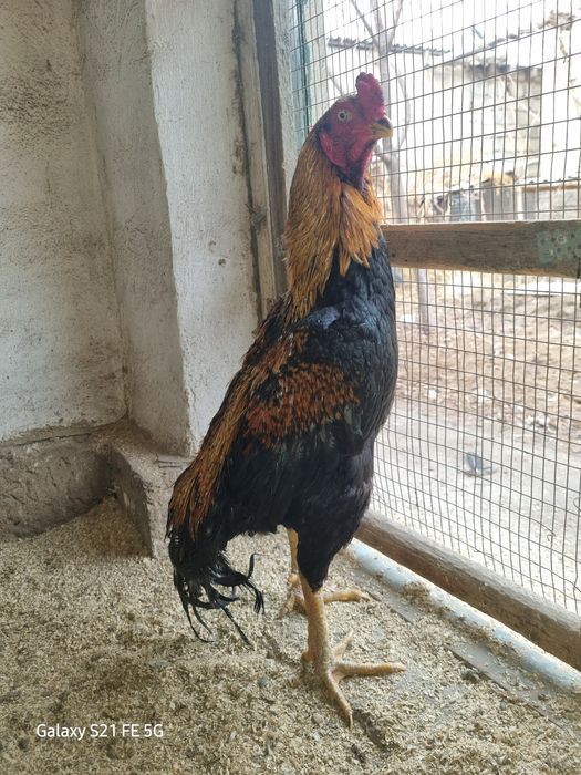 Продаётся бойцовский петух