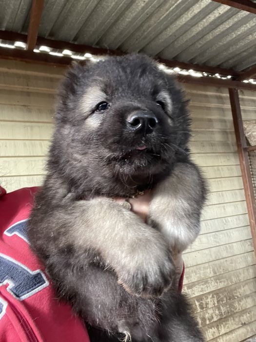 Щенки кавказской овчарки