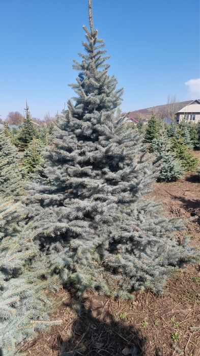 Голубые ели, Зеленые ели, Моржевкльник