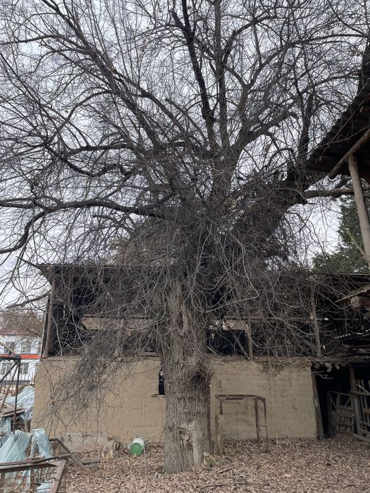 Продается дерево дуб