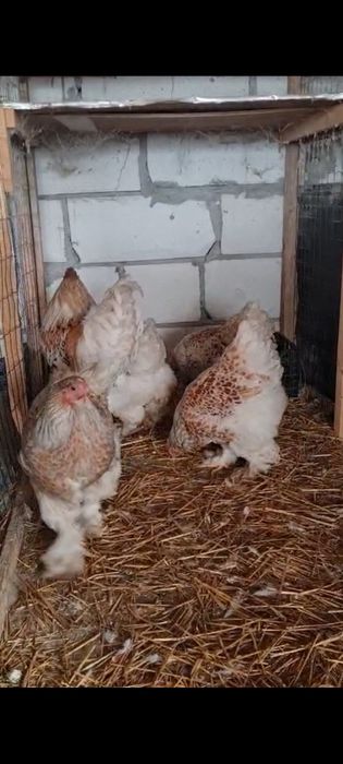 Oua brahma Alb-Auriu