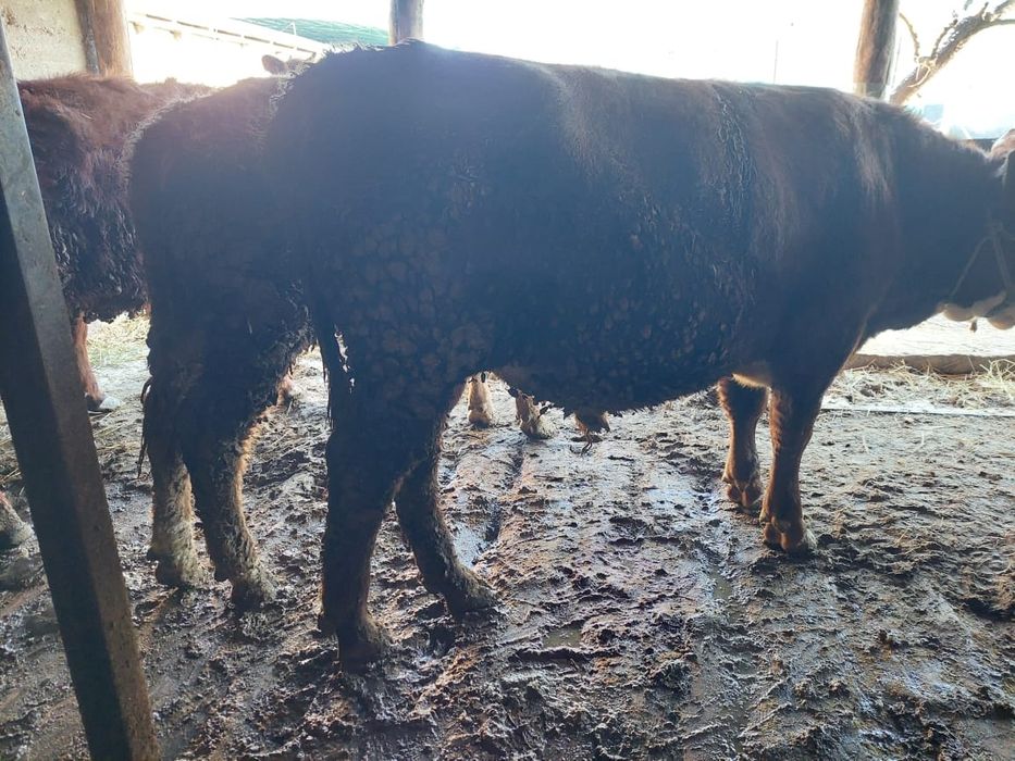 Семіз сиырлар жане таналар