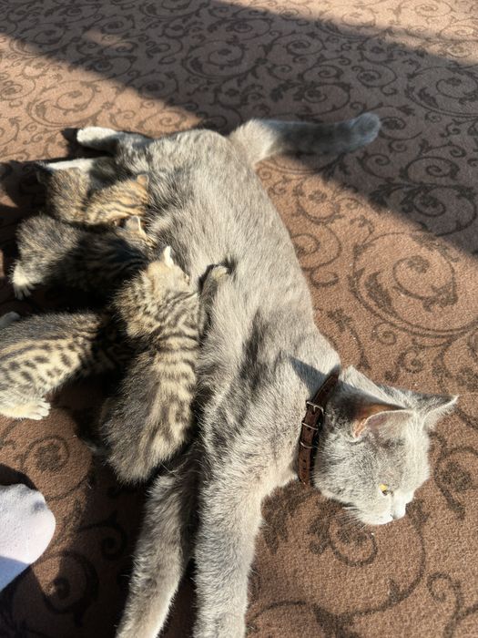 Mushuk bengal biritaniski bolachalari