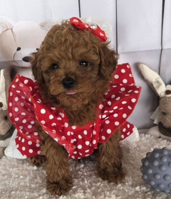 Пудел той /Poodle toy с генетични тестове на родителите с родословие